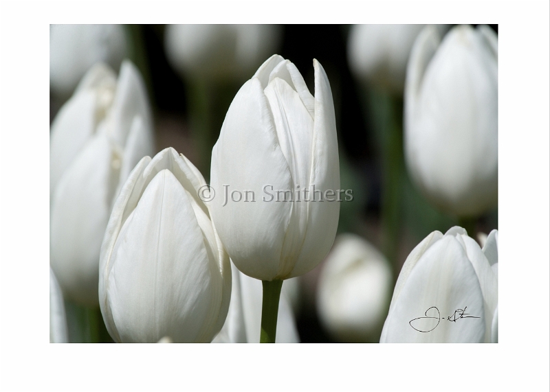 051909_1247 White Tulips.jpg